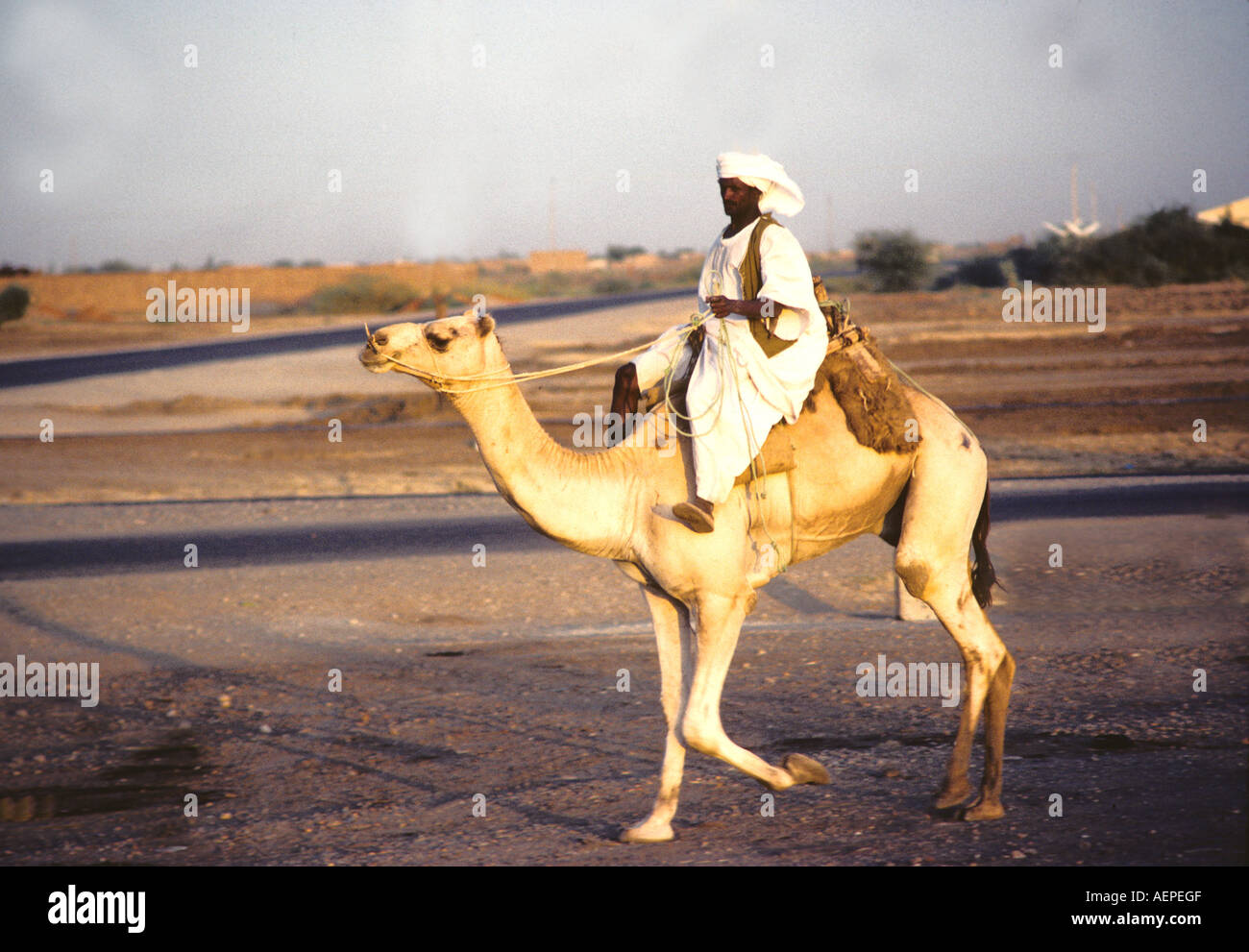 Walid Camel Rider Third rider hi-res stock photography and images - Alamy
