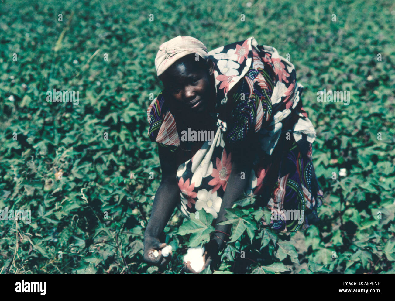 Sudan:  A cotton picker Stock Photo