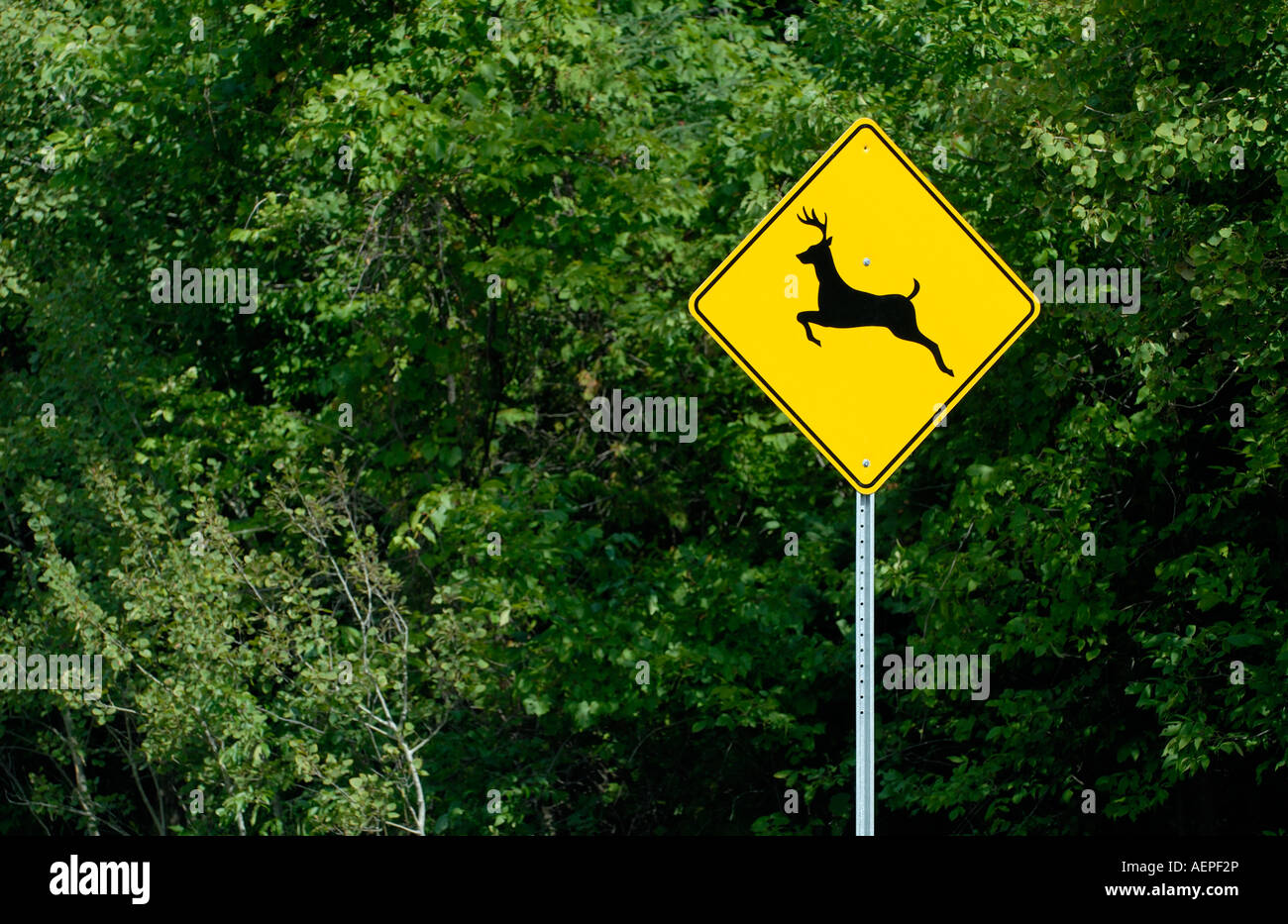 Deer Crossing Road Hazard Sign In North America With Copy Space Stock Photo