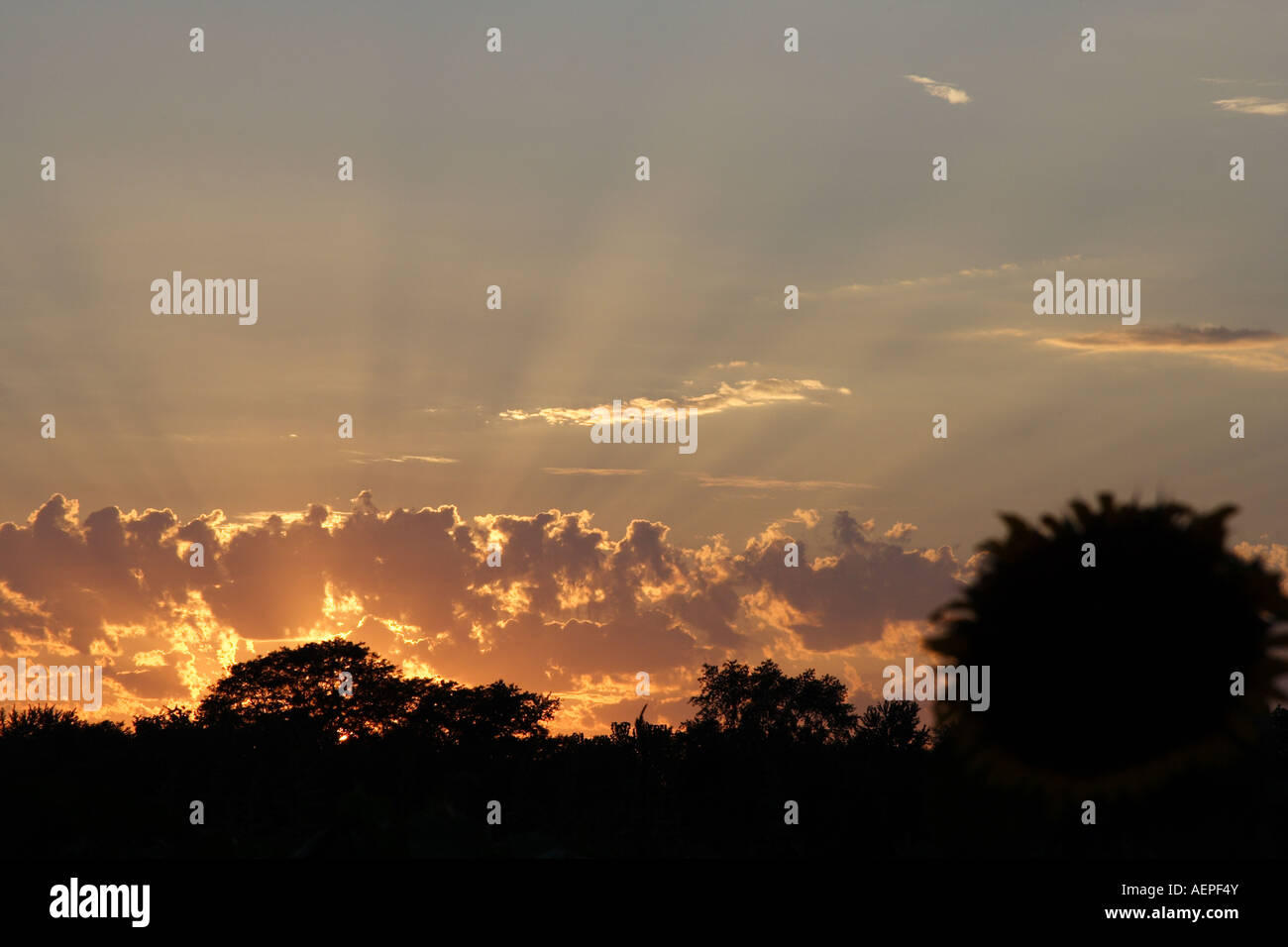 Forest sunset sky in hi-res stock photography and images - Alamy