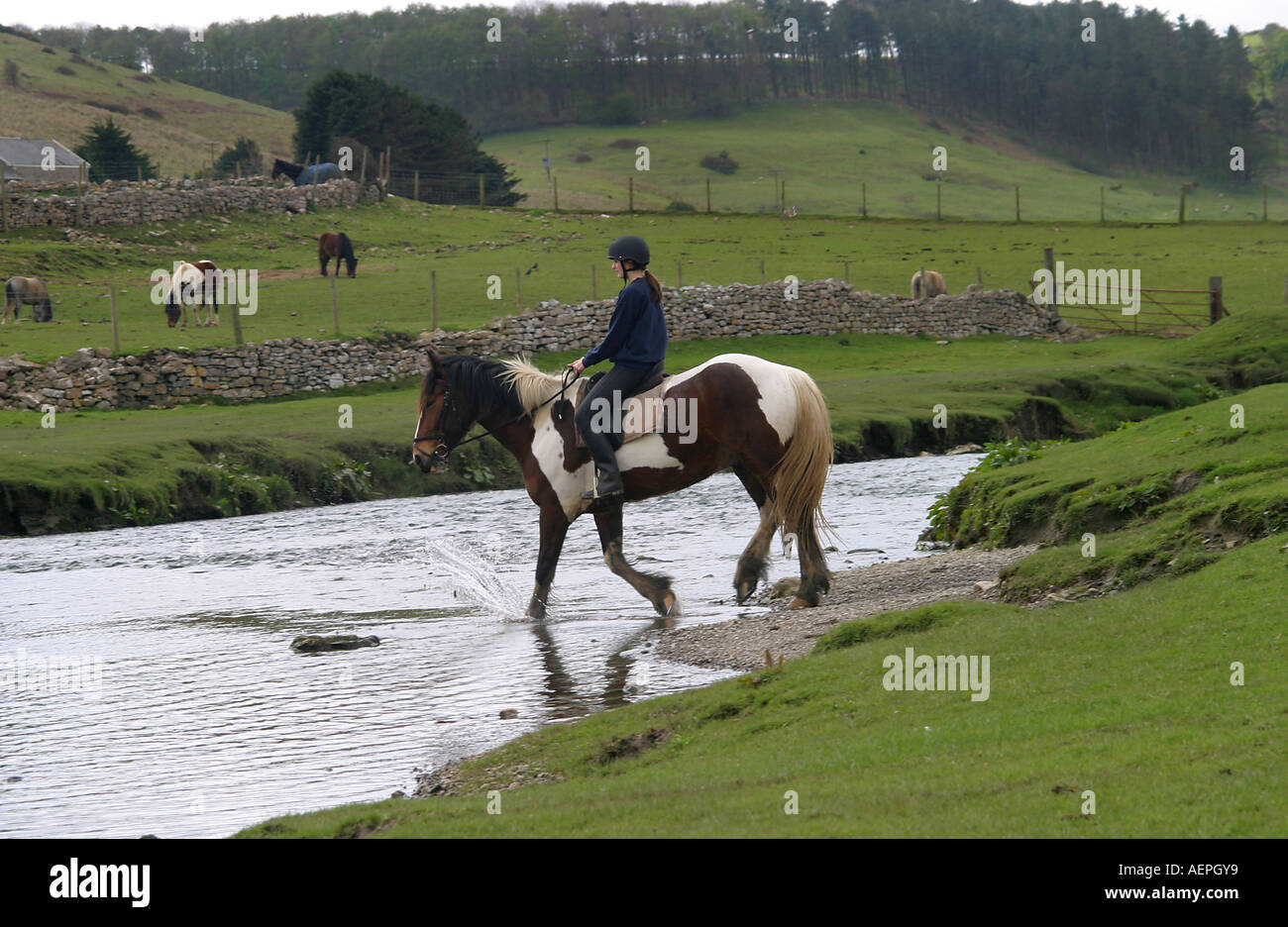 Horses ogmore river hires stock photography and images Alamy