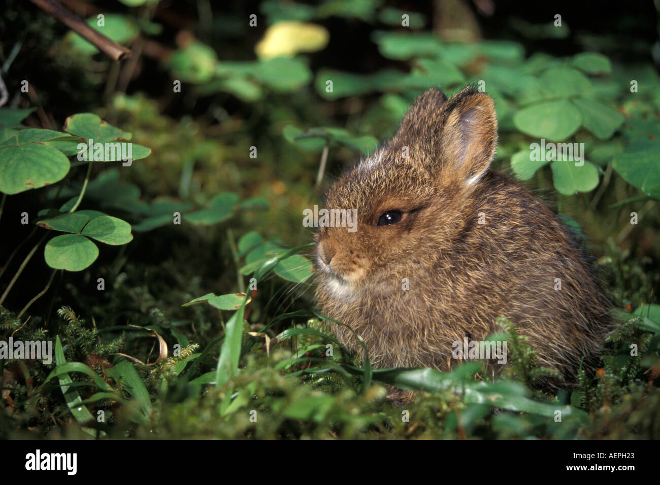 pygmy rabbit Brachylagus idahoensis baby hare or leveret in the rainforest of Olympic National Park Olympic Peninsula Washington Stock Photo