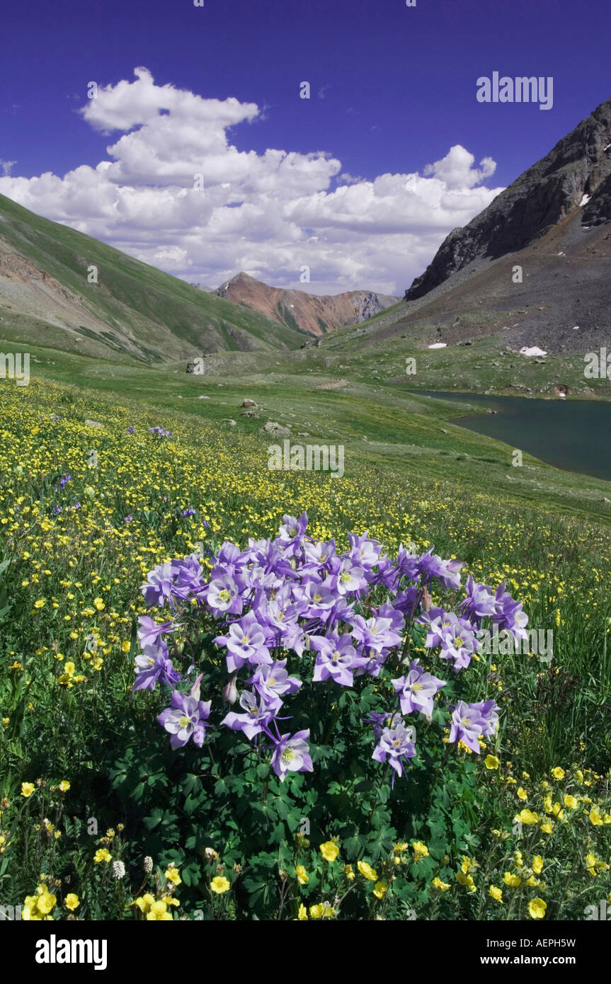 Mountains and wildflowers in alpine meadow Blue Columbine Aquilegia