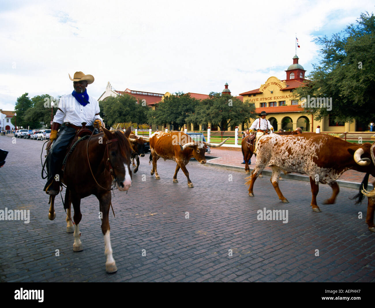 Cowboy on horse with cattle hi-res stock photography and images - Alamy