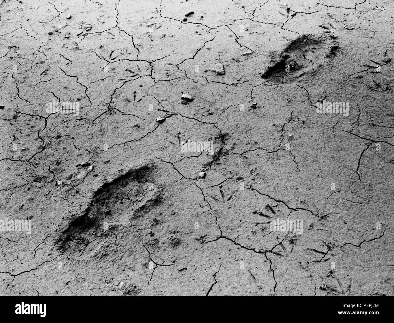 Footprints across cracked mud. Stock Photo