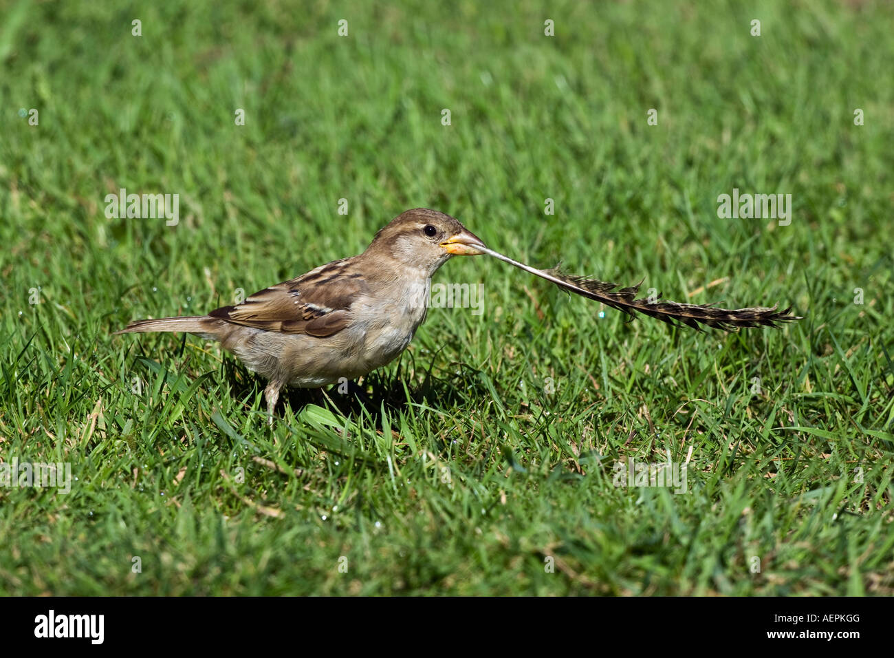 Young House Sparrow Passer domesticus with feather potton bedfordshire Stock Photo