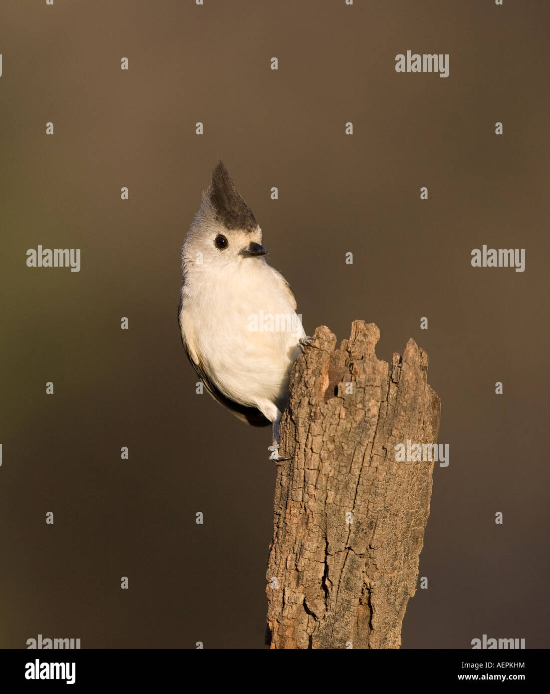 Black crested Titmouse Stock Photo