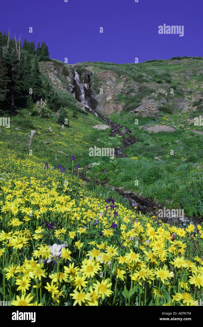 Waterfall and wildflowers in alpine meadow Heartleaf Arnica Arnica cordifolia Ouray San Juan Mountains Colorado USA Stock Photo