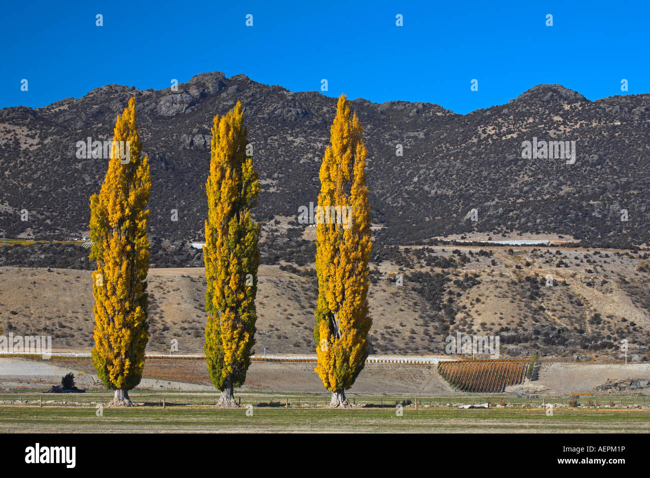 Autumn colours on the Poplar trees near Cromwell, South Island, New