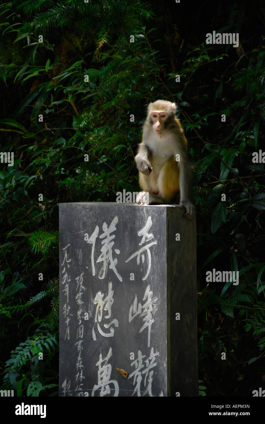 A monkey sitting on a stone slab with chinese script at Zhangjiajie and Wulingyuan in Hunan, China Stock Photo