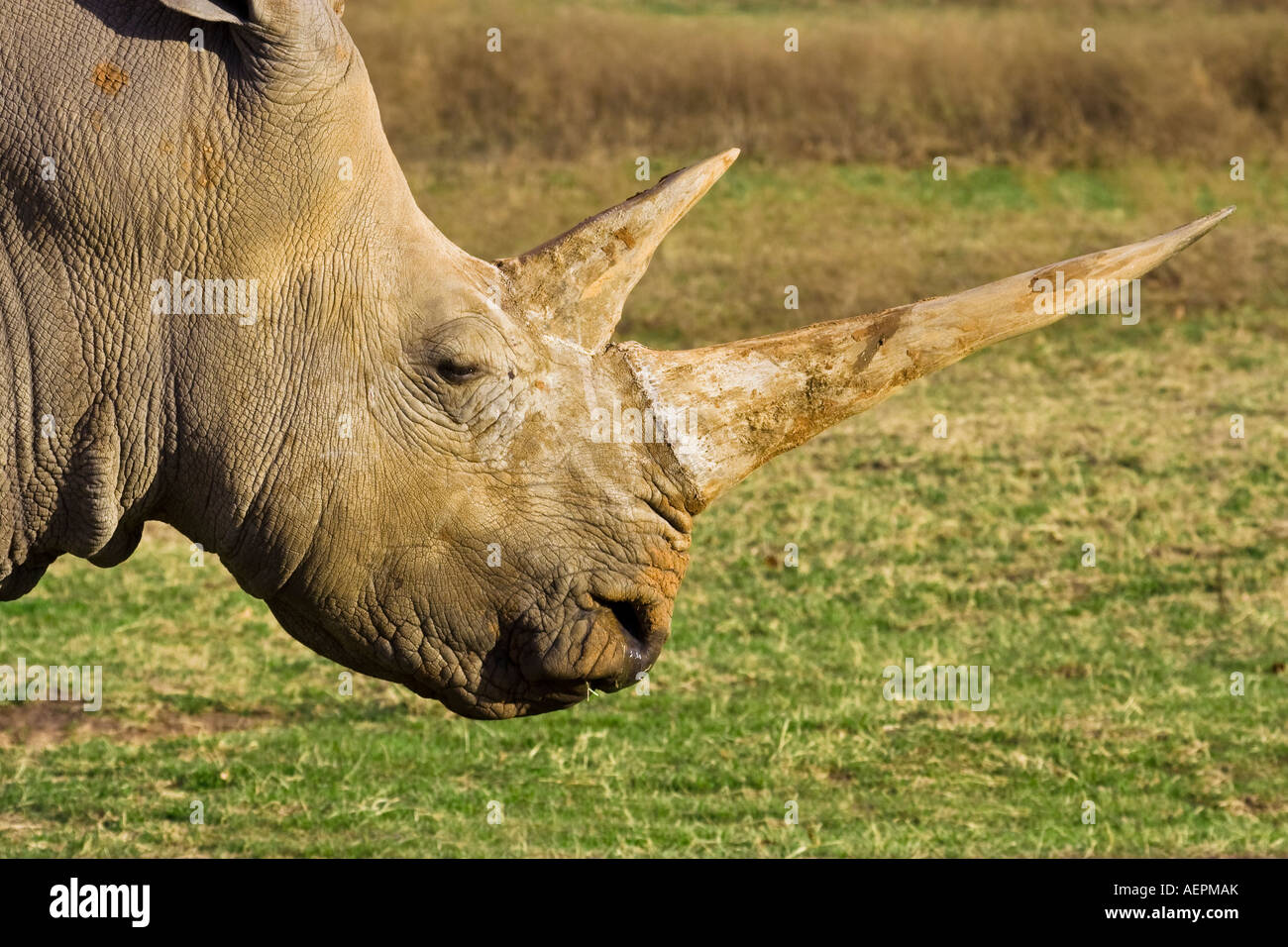 White Rhino Ceratherium simum simum Fossil Rim Wildlife Center Glen Rose TX USA Stock Photo