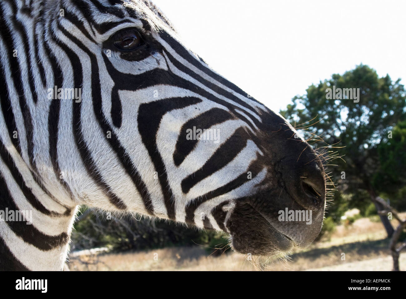 Grant's Zebra Equus burchelli Fossil Rim Wildlife Center Glen Rose TX USA Stock Photo