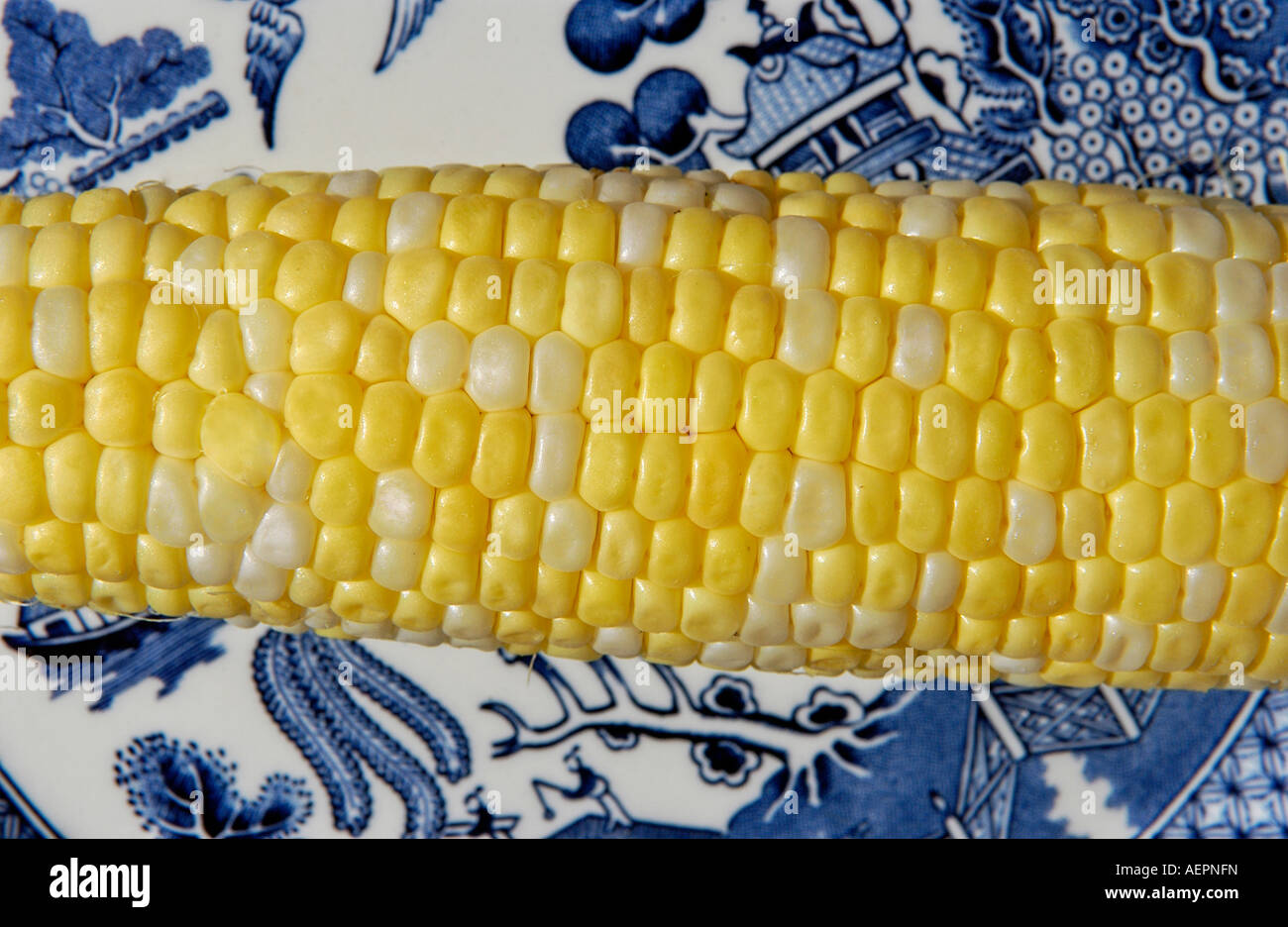 Sweet Corn or maize on a Willow Pattern blue and white plate. Stock Photo