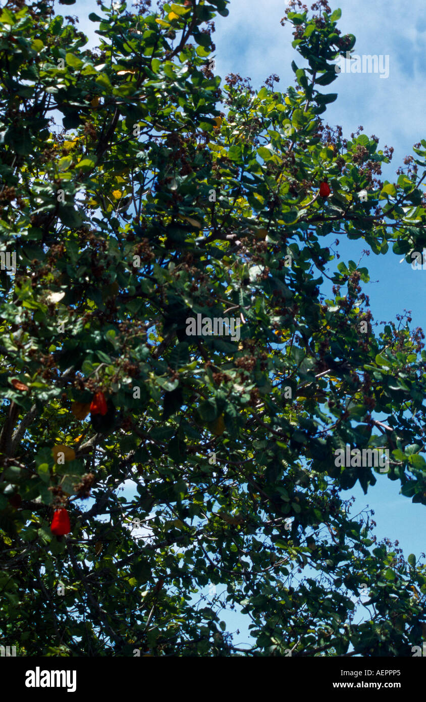 Tobago Richmond Plantation House Cashew Nuts Stock Photo Alamy
