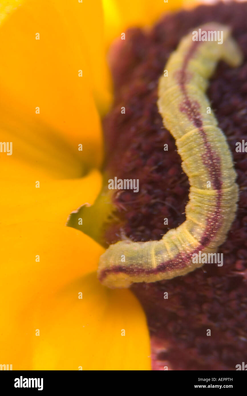 Caterpillar Eating Flower Petals High Resolution Stock Photography and