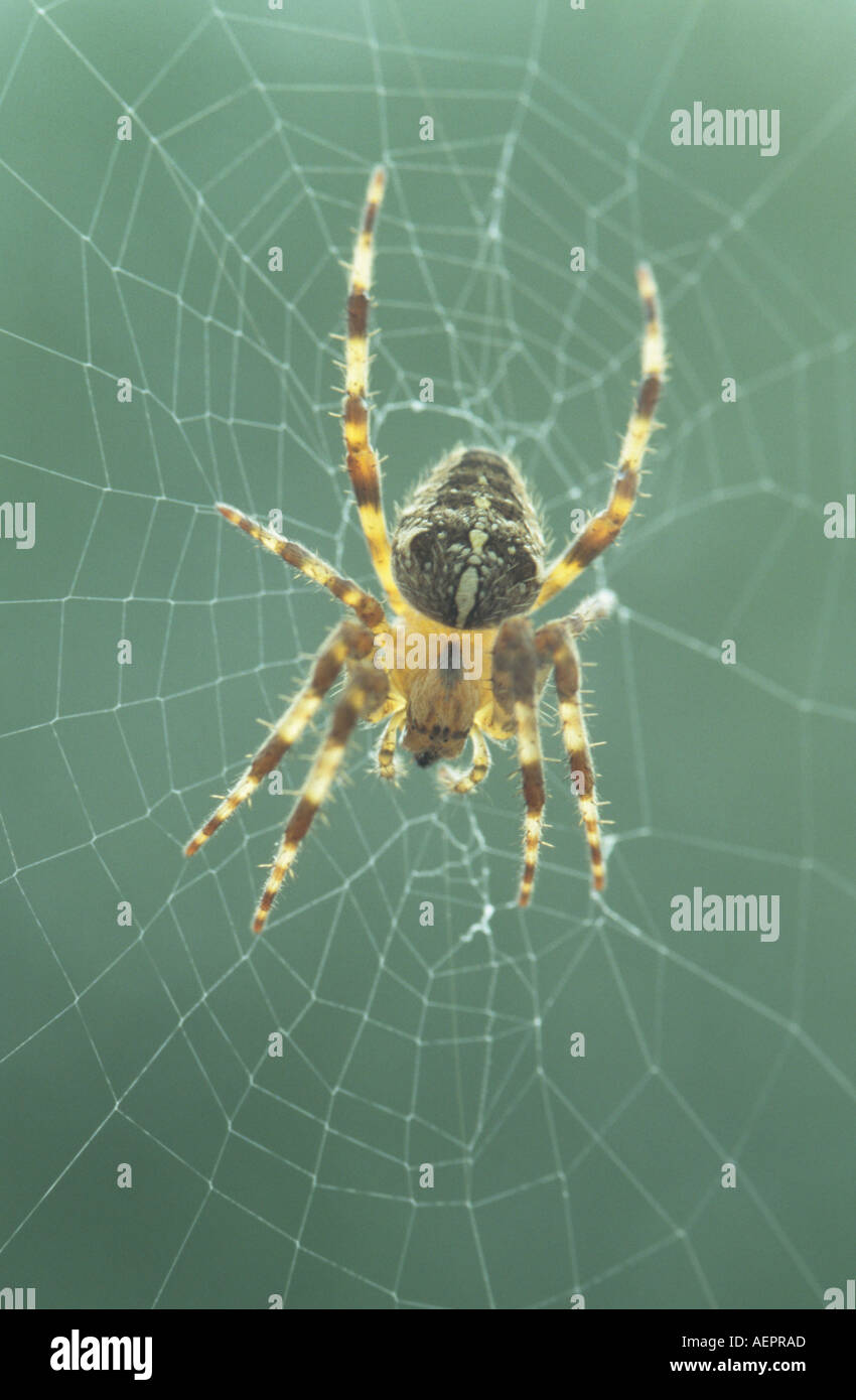 close up of garden spider Stock Photo - Alamy