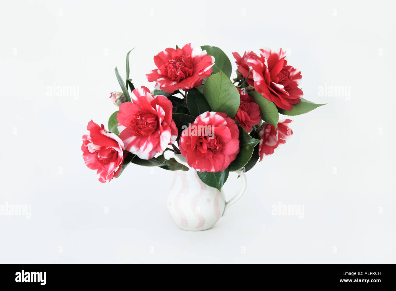 Hot pink and white camellias in decorated pottery vase Stock Photo