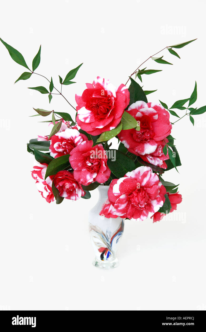 Hot pink and white camellias in decorated glass vase Stock Photo