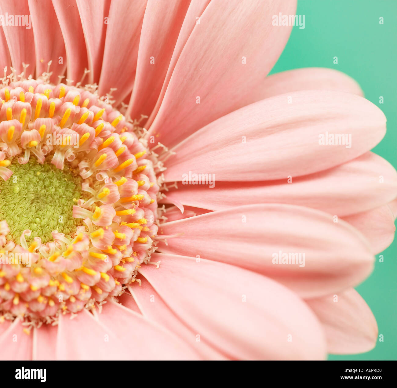 Peach gerbera hires stock photography and images Alamy