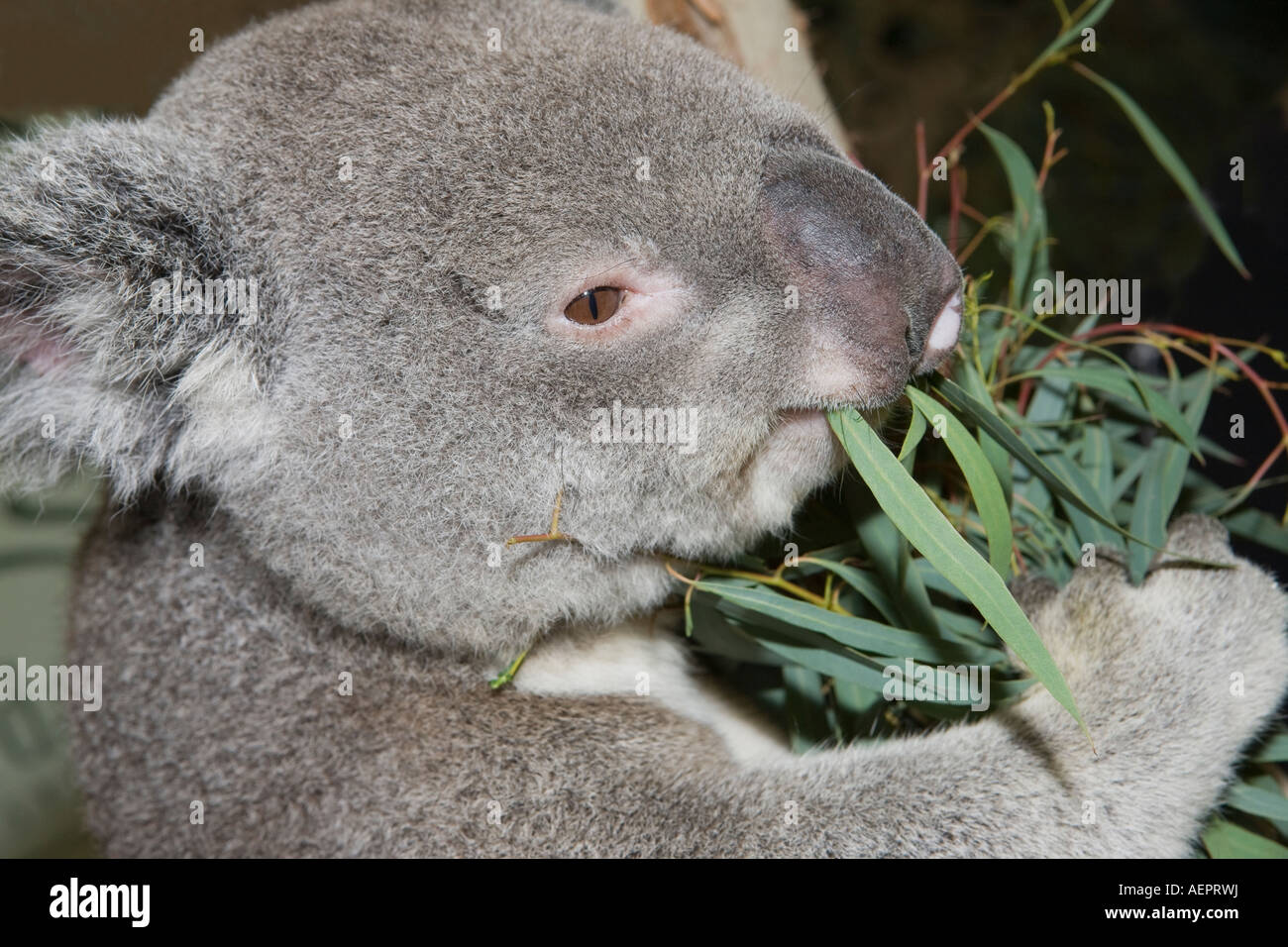 Koala eating eucalyptus leaves detail, Australia Stock Photo Alamy