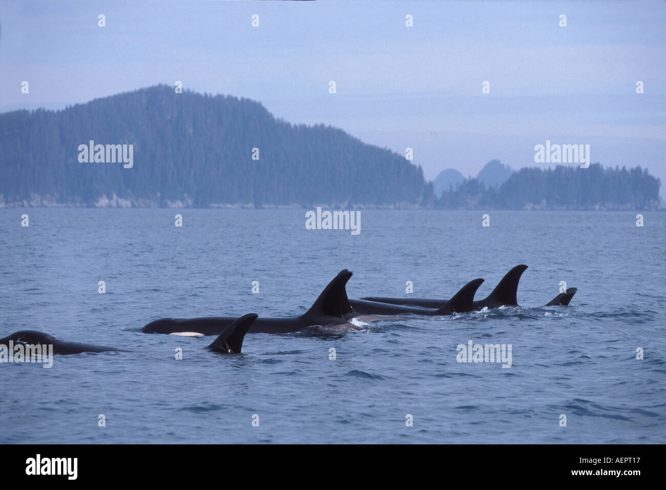 killer whale Orcinus orca pod in Kenai Fjords National Park and ...