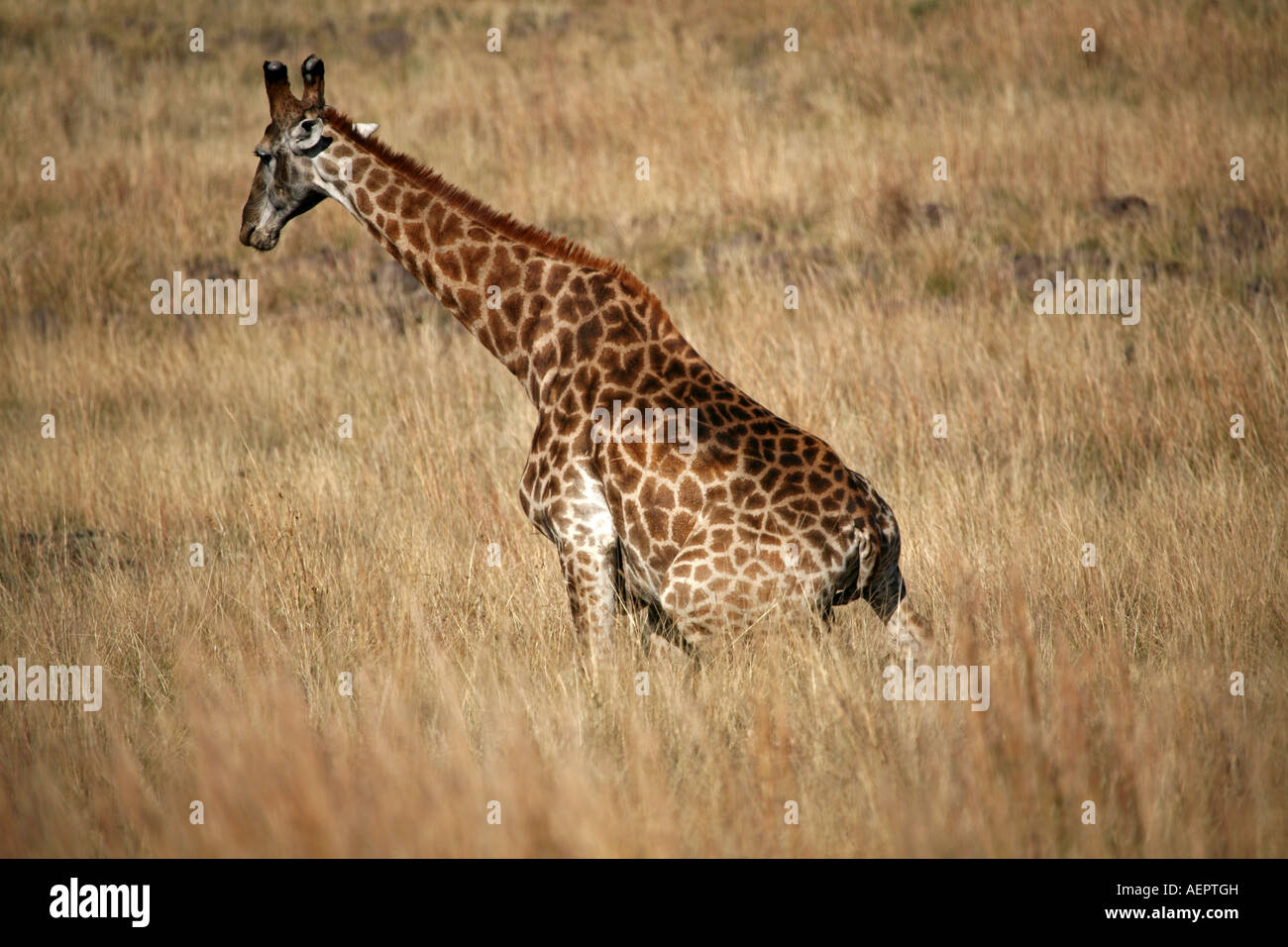 Giraffe starting to lay down Stock Photo - Alamy