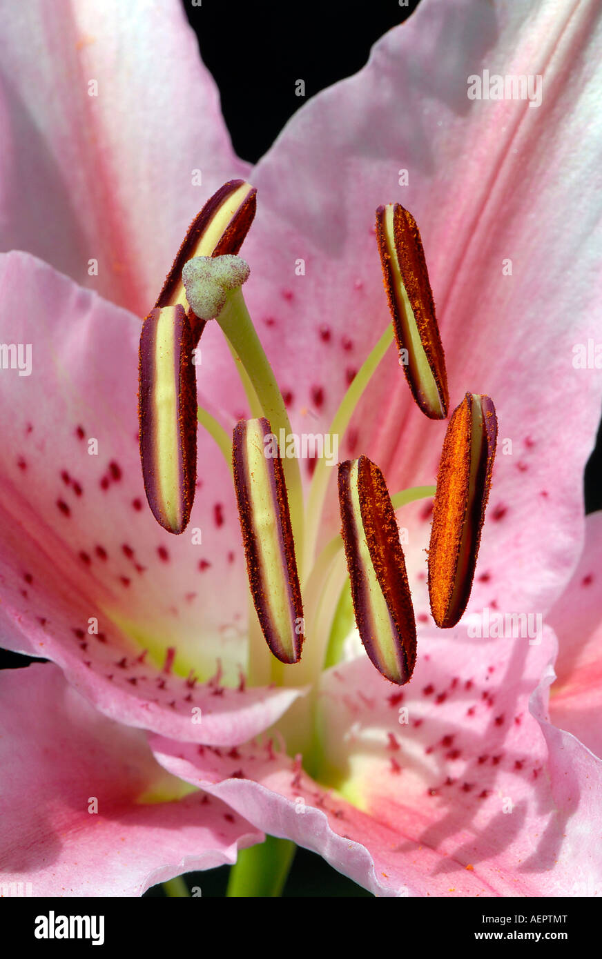 Close up of a Stargazer lily flower Stock Photo