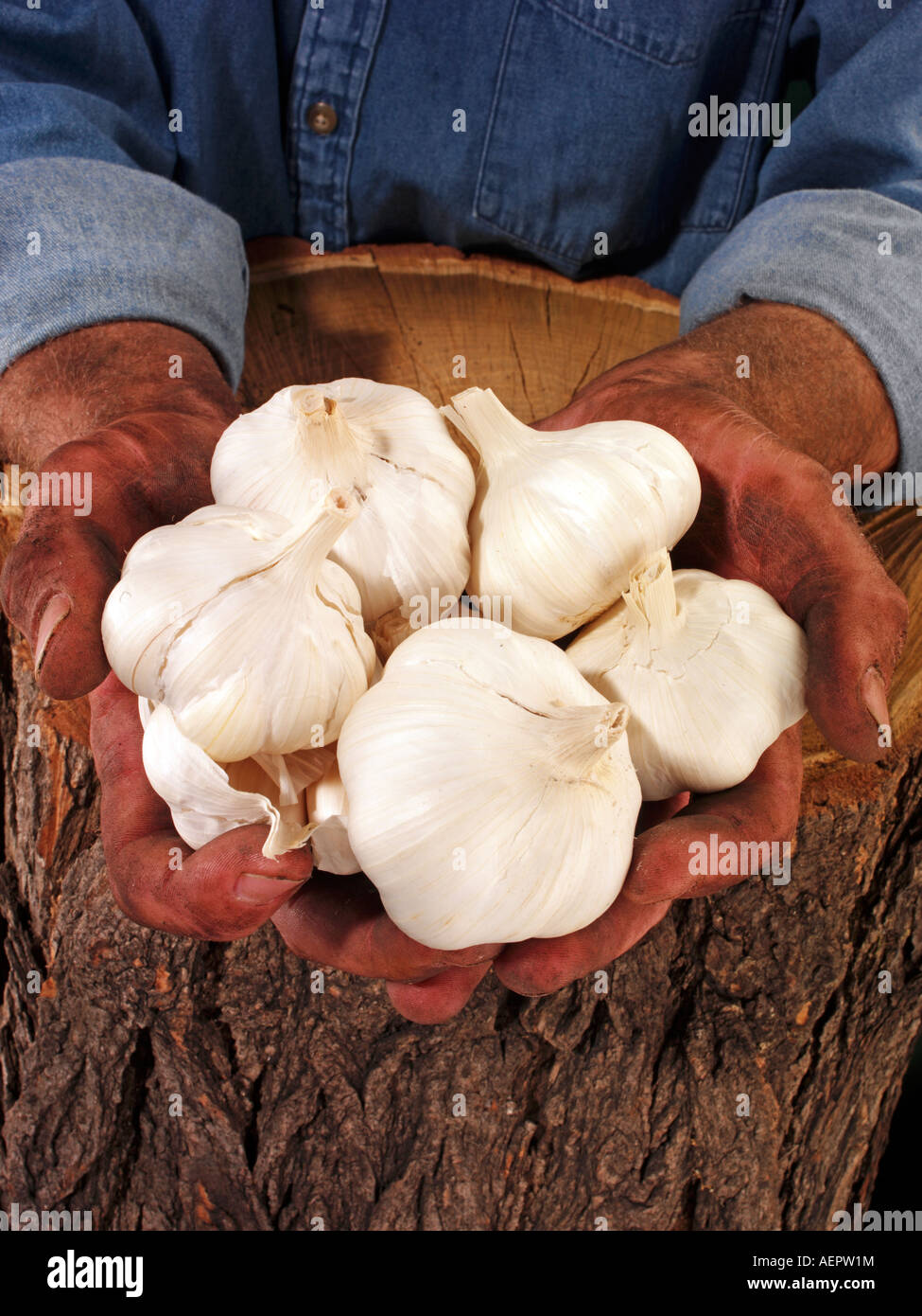 French man garlic hires stock photography and images Alamy