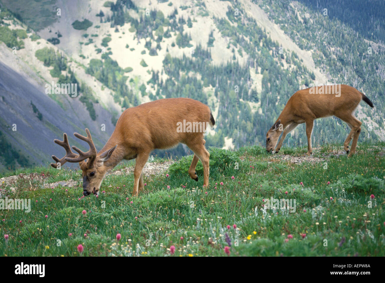 black tailed deer Odocoileus heimonus doe and buck eating wildflowers in Olympic National Park