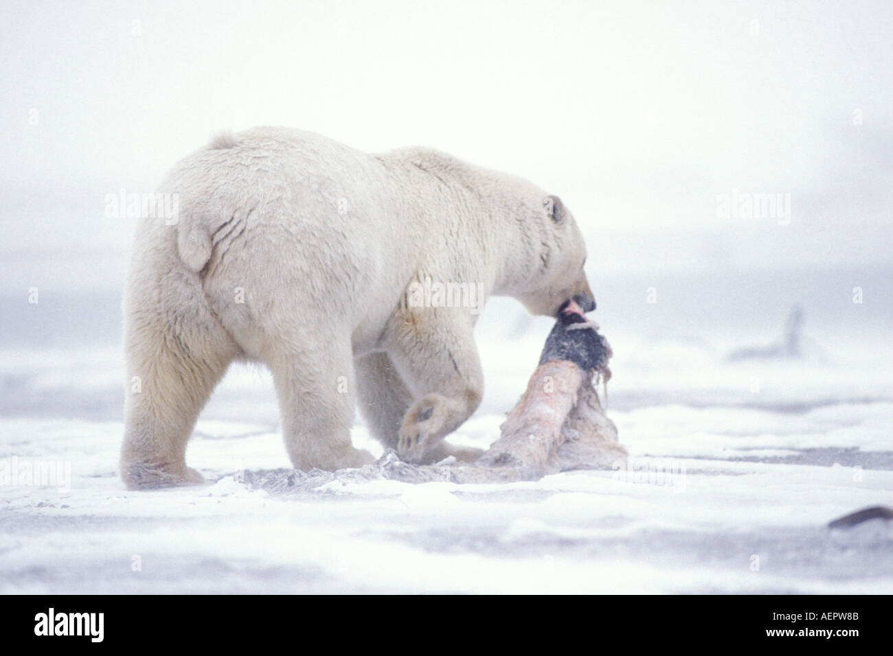 Polar Bear Ursus Maritimus Scavenging On The Pack Ice Of The 1002 Coastal Plain Arctic National