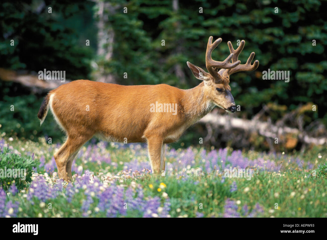 black tailed deer Odocoileus heimonus buck eating wildflowers mostly