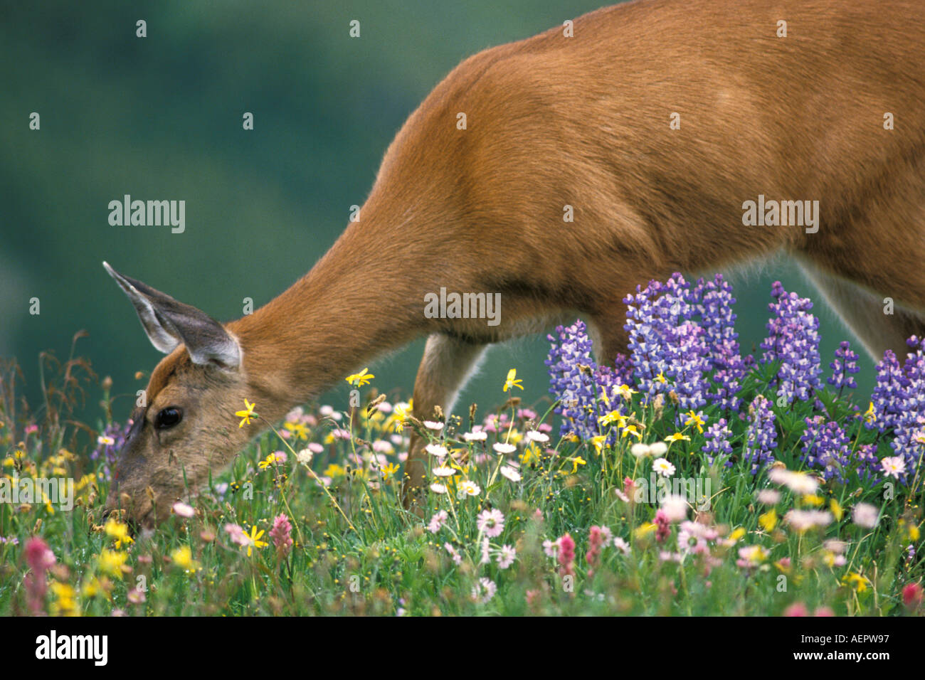 black tailed deer Odocoileus heimonus doe eating in wildflowers in