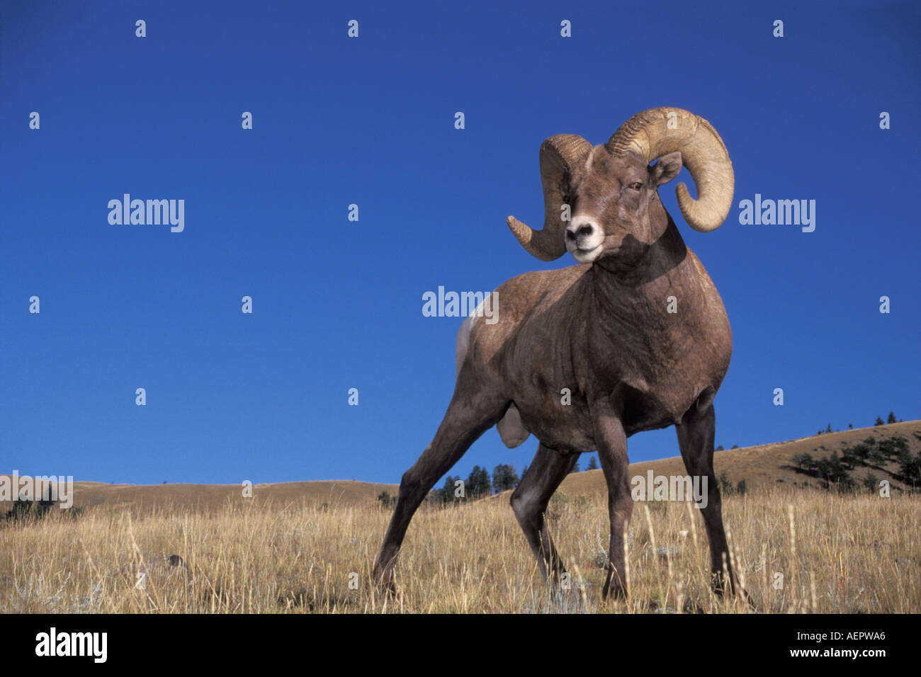 big horn sheep mountain sheep Ovis canadensis in Yellowstone National
