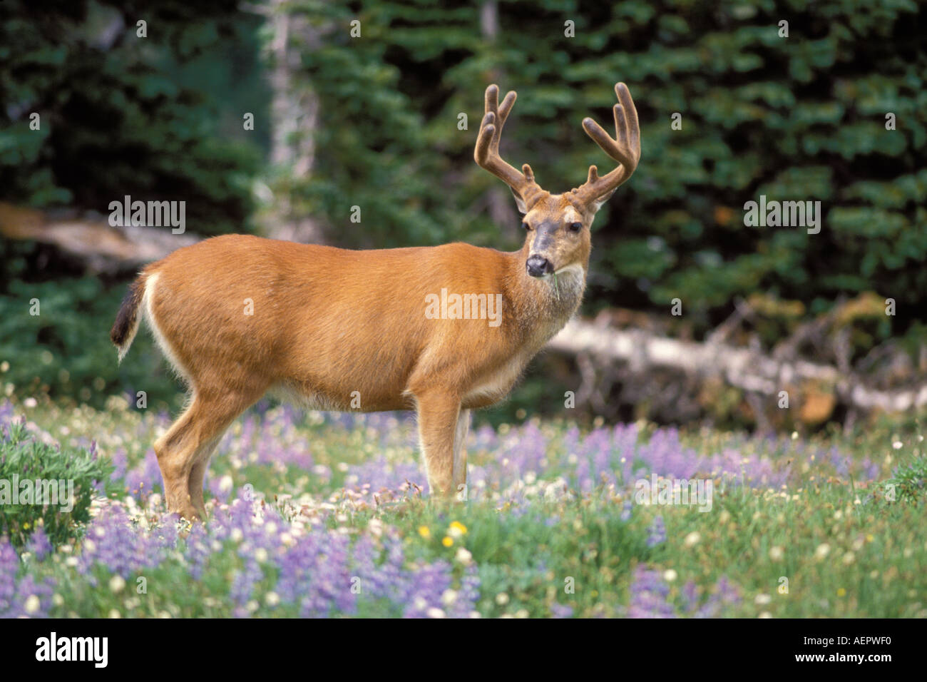 black tailed deer Odocoileus heimonus buck eating wildflowers mostly