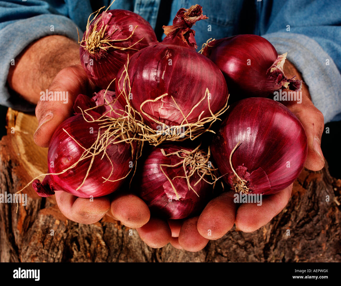 FARMER MAN HOLDING RED ONIONS Stock Photo Alamy
