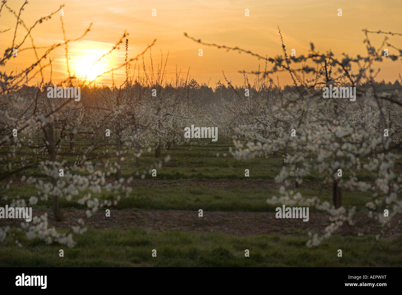 Apple orchard uk crops hi-res stock photography and images - Alamy