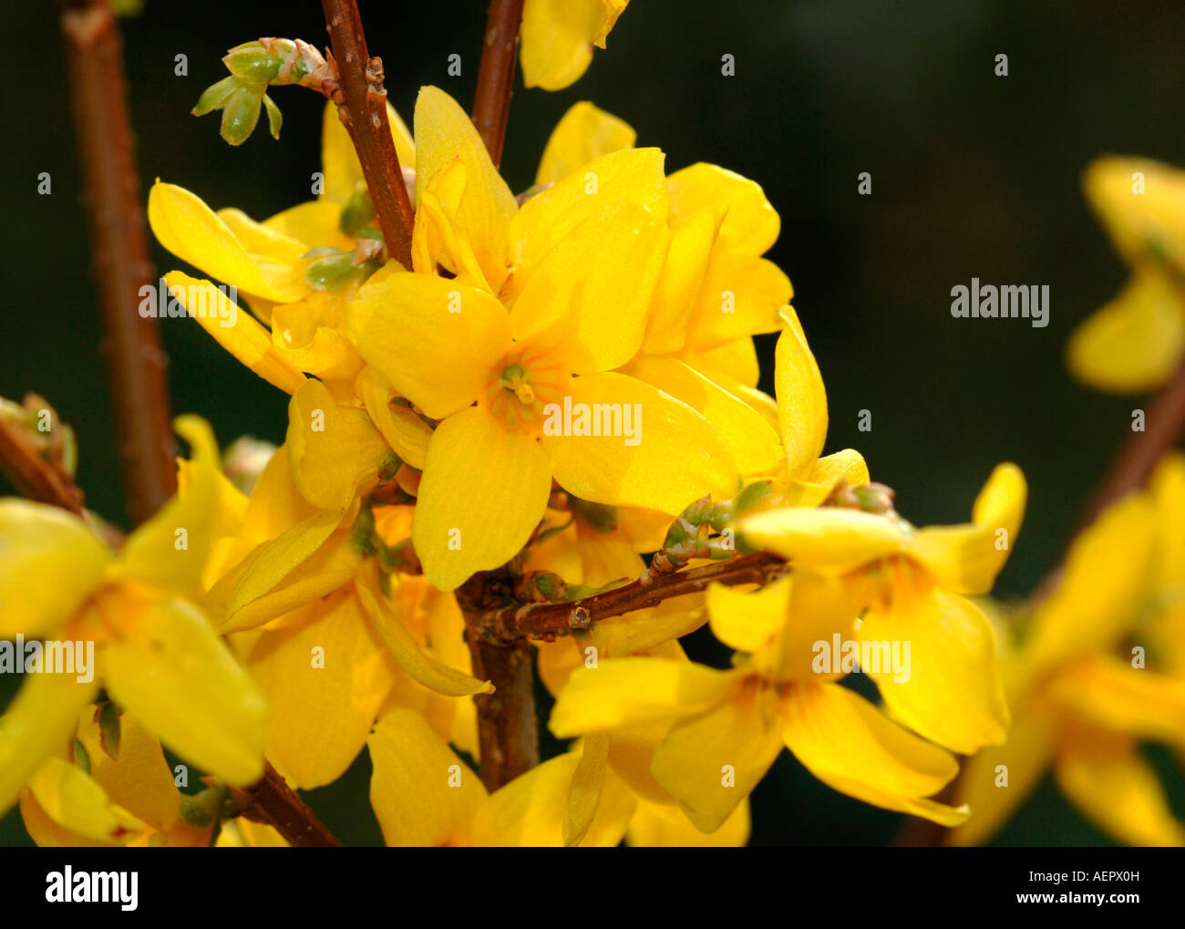 Forsythia Lynwood Gold Flowers Stock Photo Alamy