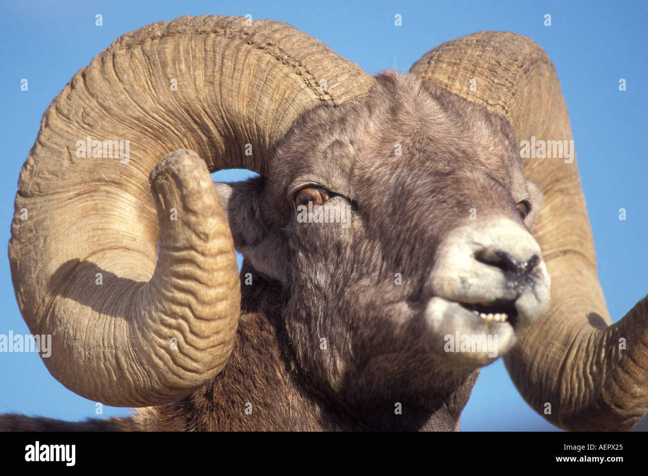 big horn sheep mountain sheep Ovis canadensis ram in Yellowstone ...