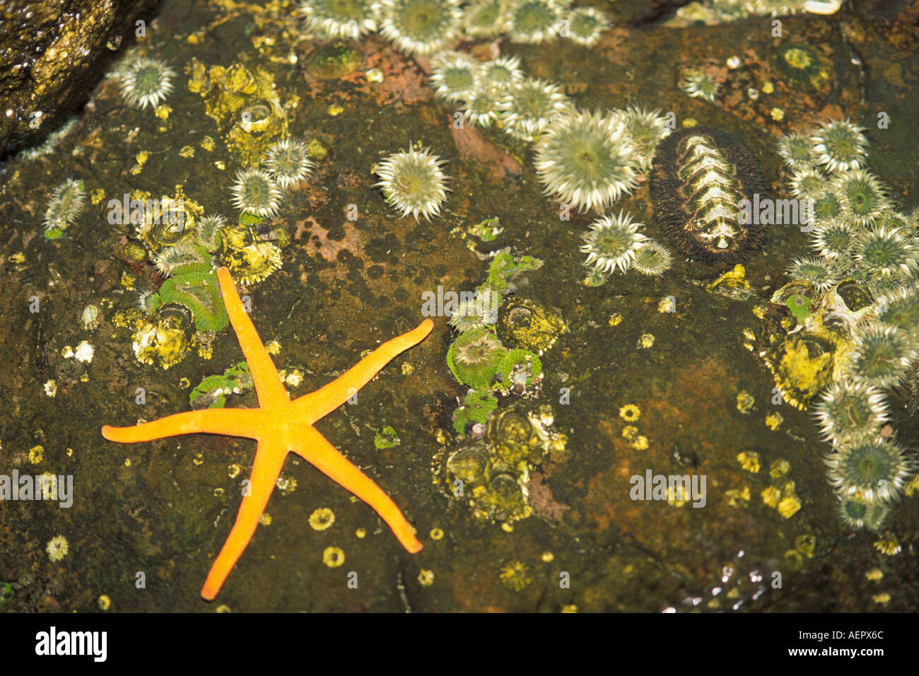 brittle star Echino demata hunting a rough girdled chiton Ceratozona