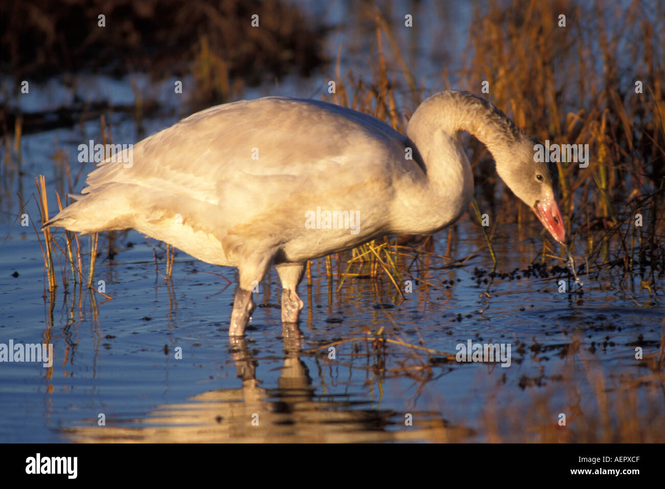 Long necks for eating aquatic vegetation hi-res stock photography and ...