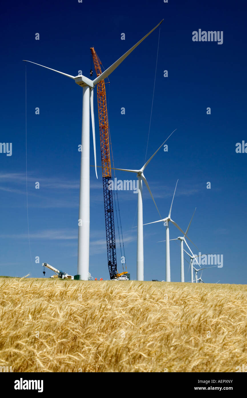 Crane installing wind turbines mature wheat field, Oregon Stock Photo