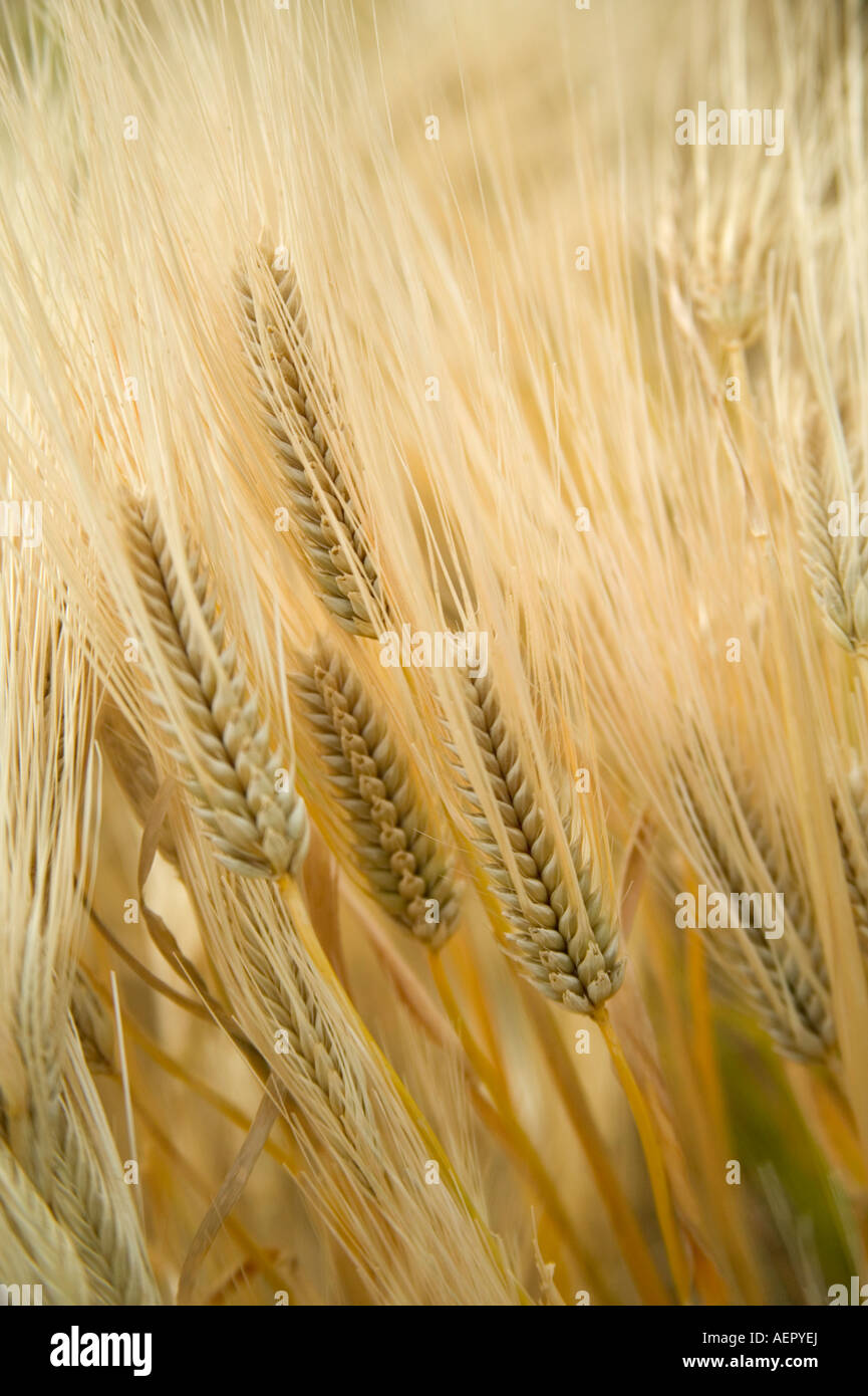 Mature four row barley growing in field, Oregon Stock Photo