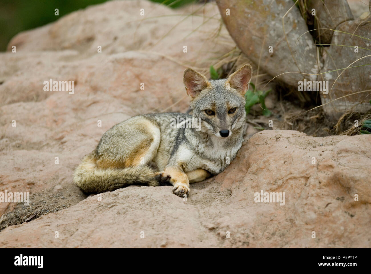 PERUVIAN DESERT FOX or SECHURAN FOX Pseudalopex sechurae also known as  Dusicyon and Lycalopex Stock Photo - Alamy