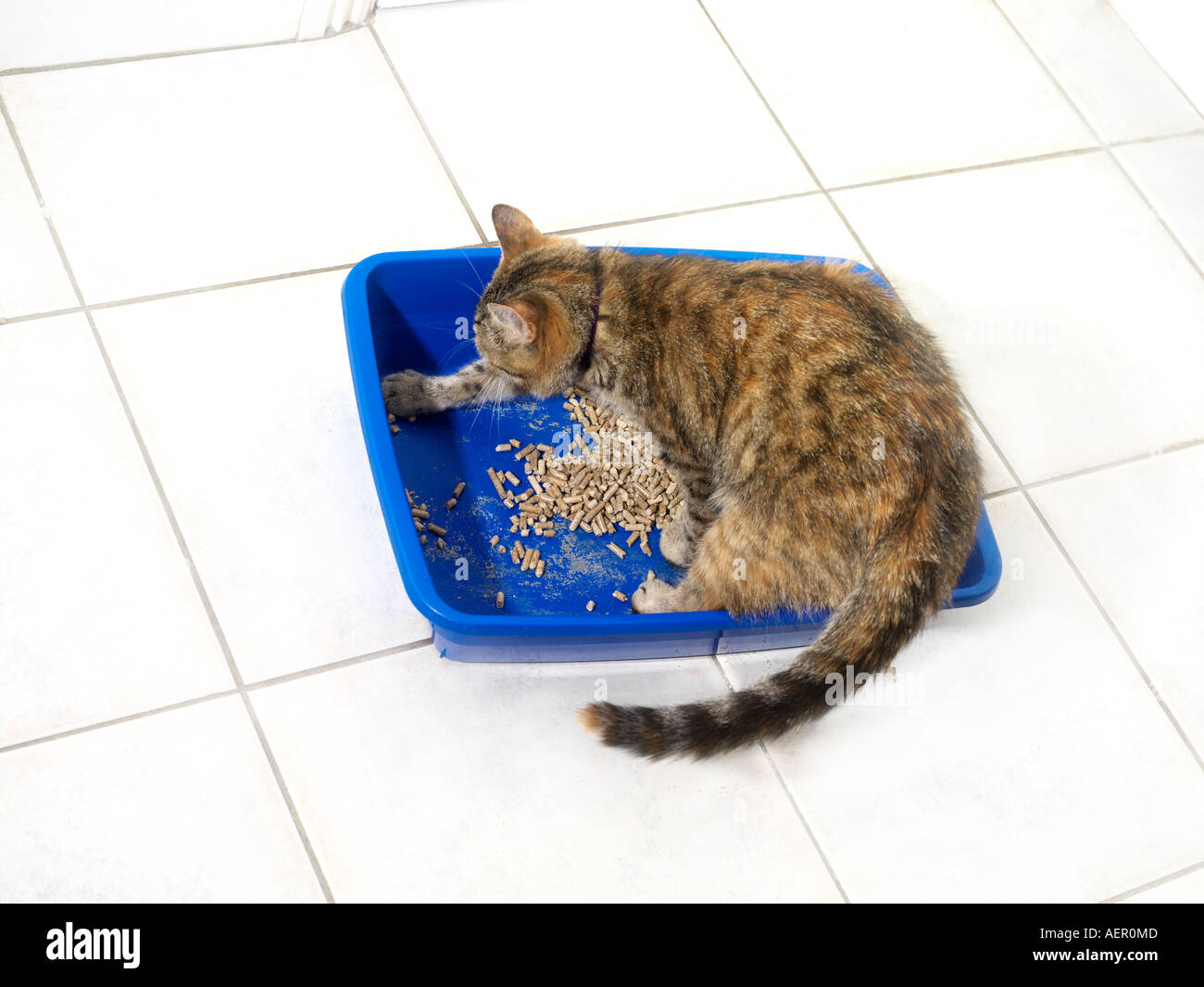 Cat Using Litter Tray Stock Photo Alamy