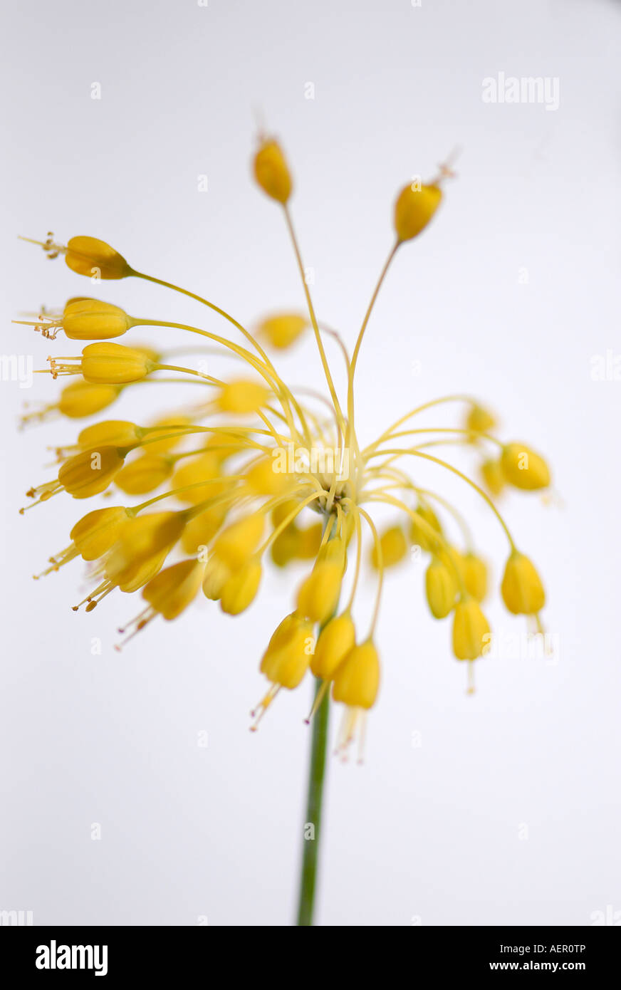 Yellow onion flowerhead - Allium flavum Stock Photo