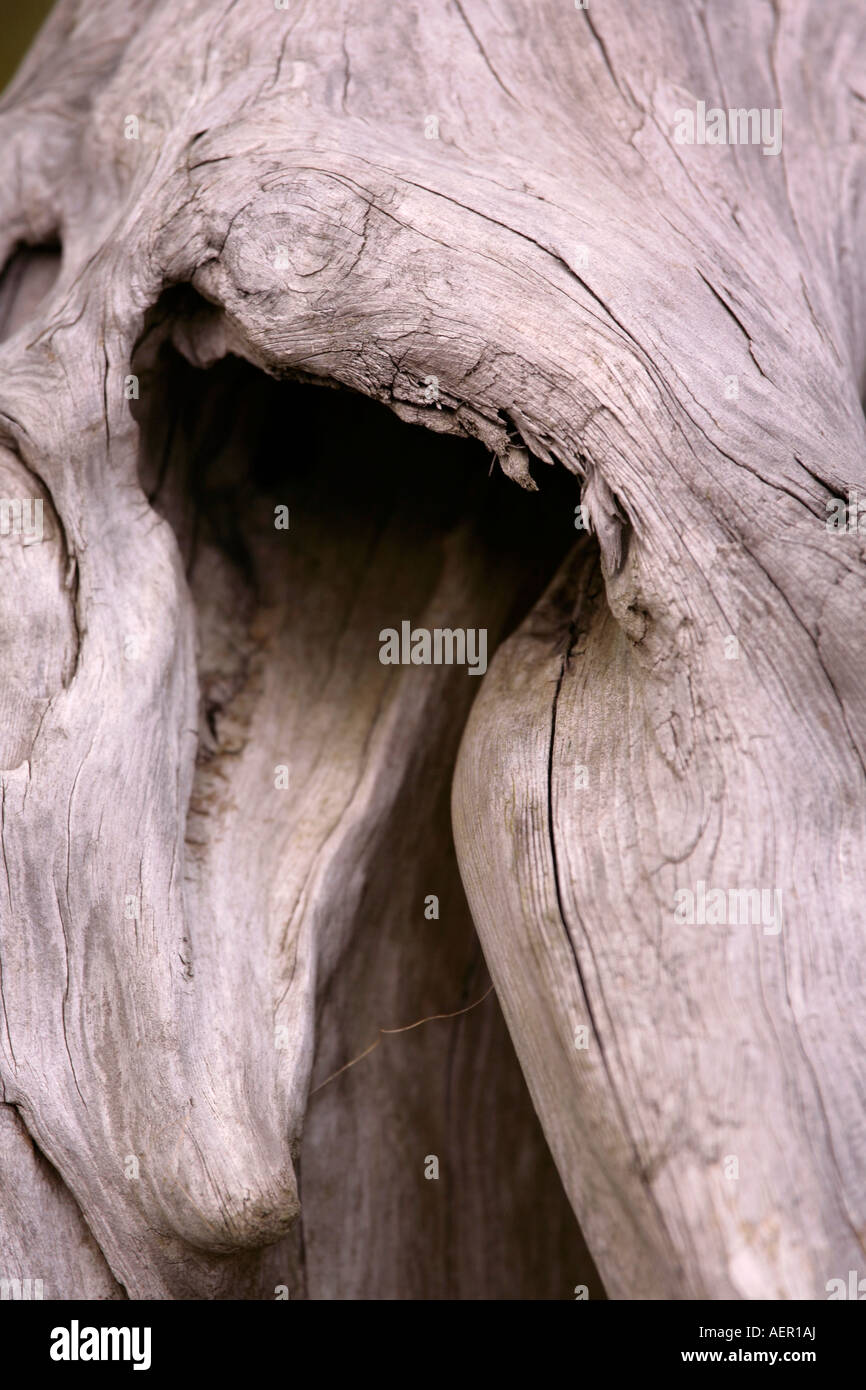 Smooth shaped piece of driftwood Stock Photo