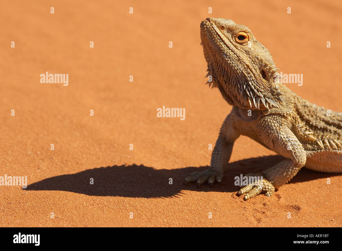 Bearded Dragon Pogona vitticeps Outback New South Wales Australia Stock