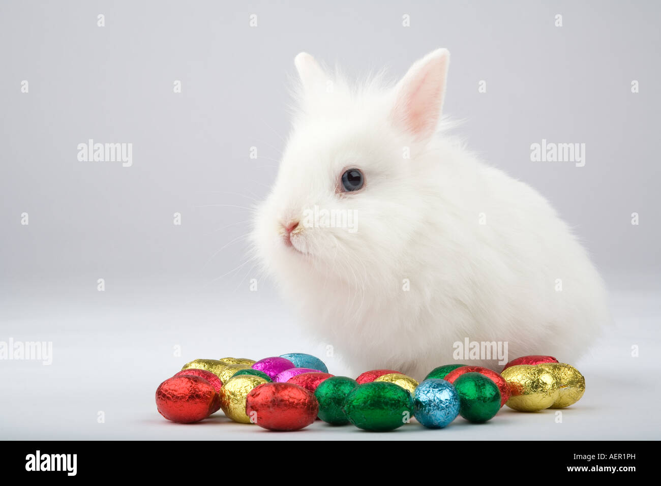white easter bunny with chocolate eggs isolated Stock Photo