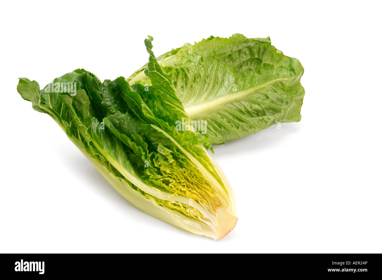 Romaine lettuces Stock Photo