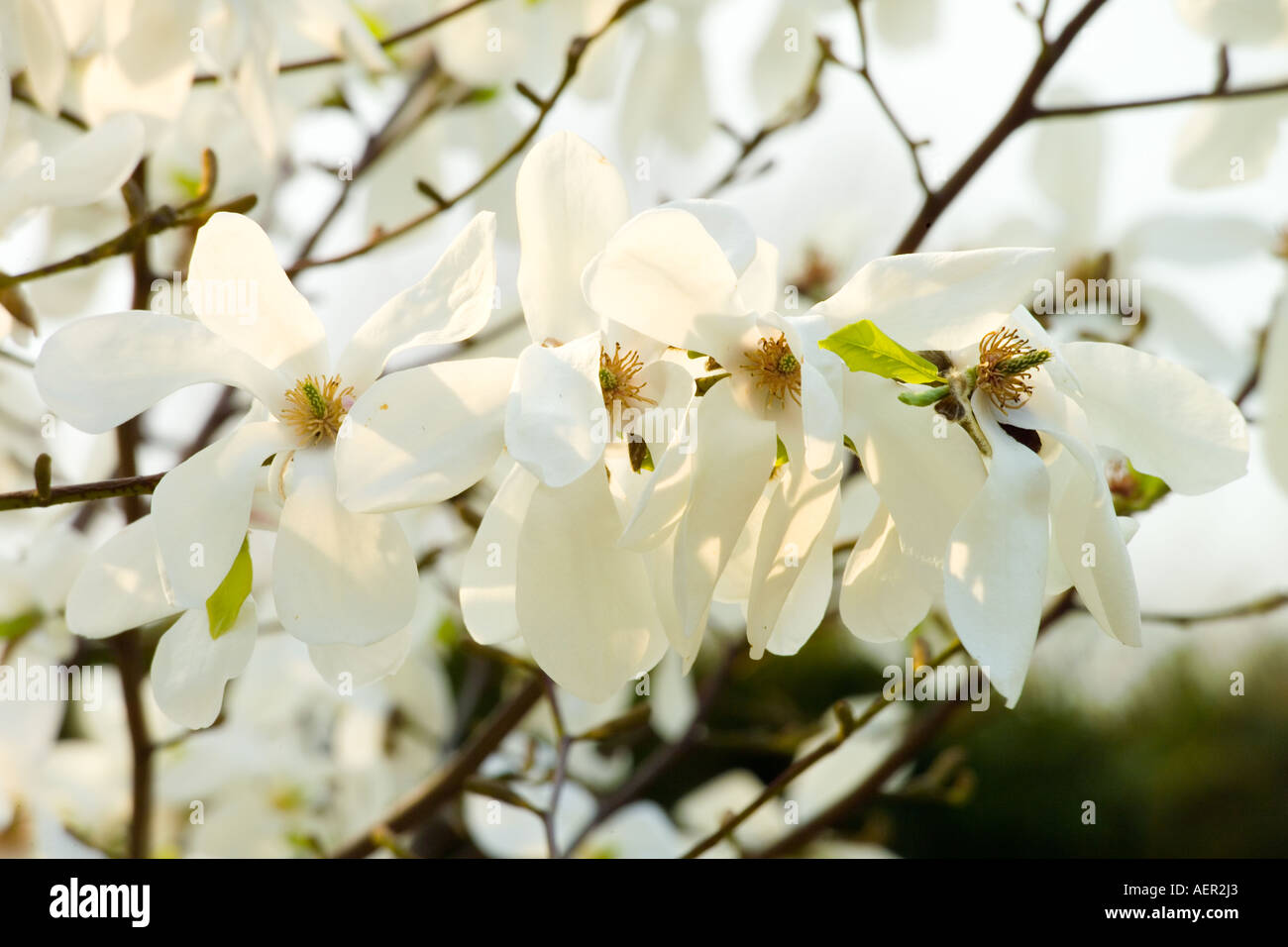 Magnolia soulangiana white flowers blooming Stock Photo